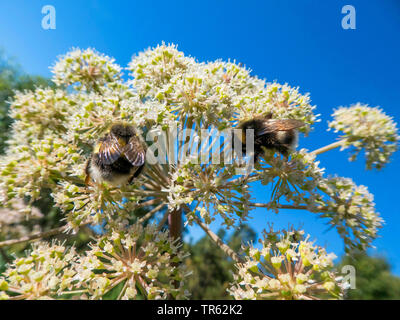 La commune, Berce du Caucase, Berce du Caucase, American cow-panais (Heracleum sphondylium), les bourdons sur Berce du Caucase, la Norvège, Troms, Tromsoe Banque D'Images