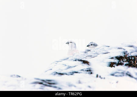 Le lagopède alpin, le poulet Neige (Lagopus mutus), deux poules de neige assis dans la neige et de peering derrière un rocher, Royaume-Uni, Ecosse, Avimore Banque D'Images