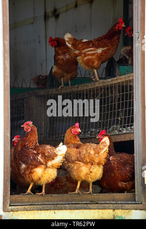 Les oiseaux domestiques (Gallus gallus f. domestica), les poules en liberté dans un poulailler mobile, Allemagne, Hesse Banque D'Images