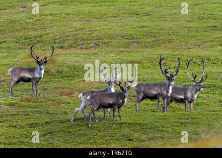 Renne européen, le caribou (Rangifer tarandus tarandus), Rennes dans un pré, en Norvège, Finnmarken, Berlevag Banque D'Images