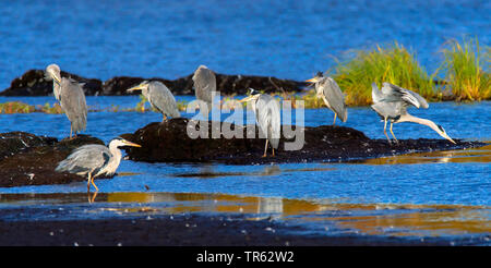 Héron cendré (Ardea cinerea), groupe au lac Prestvannet, Norvège, Troms, Tromsoe Banque D'Images