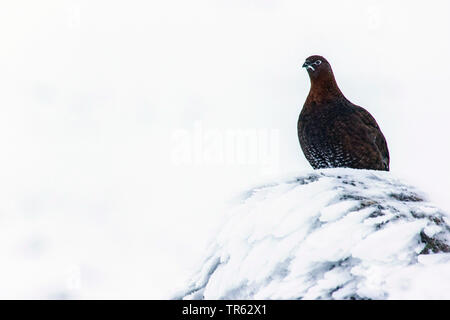 Lagopède des saules (Lagopus lagopus scoticus), assis sur du rock, Royaume-Uni, Ecosse, Avimore Banque D'Images