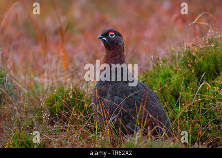 Lagopède des saules (Lagopus lagopus scoticus), sur l'herbe et bruyères, Royaume-Uni, Ecosse, Avimore Banque D'Images