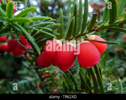 L'if commun, if anglais, l'if (Taxus baccata), bush avec fruits, Allemagne Banque D'Images