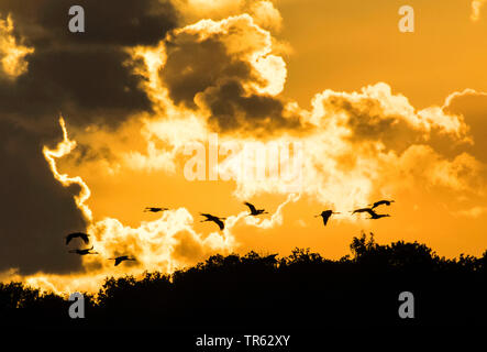 Grue cendrée grue eurasienne, (Grus grus), Flying Cranes dans la lumière du soir, l'Allemagne, de Mecklembourg-Poméranie occidentale, Ummanz Banque D'Images