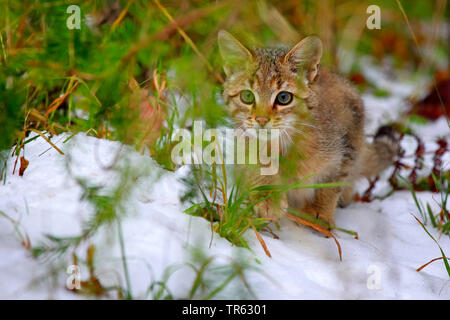 Chat Sauvage Européen, forêt wildcat (Felis silvestris silvestris), jeune chat mâle allant à travers la gamme d'accueil en hiver, l'Allemagne, Hesse, Taunus Banque D'Images