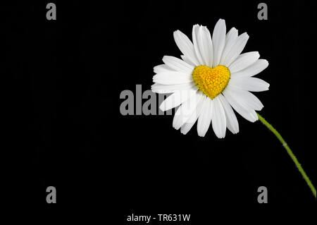 Oxeye daisy, la marguerite blanche, blanc-blanc, mauvaises herbes, Daisy Daisy chien, marguerite (Chrysanthemum leucanthemum Leucanthemum vulgare), fleur, avec l'insuffisance cardiaque dans le centre en face de l'arrière-plan noir, composer, Allemagne Banque D'Images