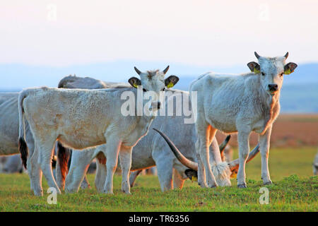 Steppe hongroise, Bovins Bovins gris Hongrois Hongrois, Steppe Podolian bovins (Bos primigenius f. taurus), troupeau sur les pâturages, l'Autriche, Burgenland Banque D'Images