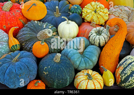 Les courges (Cucurbita), différents des citrouilles à l'automne, Allemagne Banque D'Images