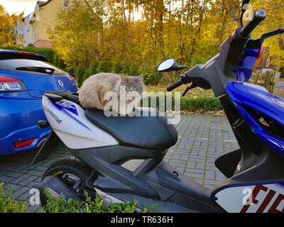 Chat Angora (Felis silvestris catus. f), reposant sur un scooters lookinf vers la caméra soupçonneusement, Allemagne Banque D'Images