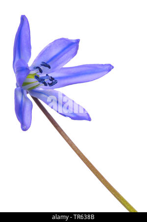 Sibérie, Sibérie scilla Scilla siberica (squill, Scilla sibirica), découpe, fleur Banque D'Images