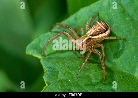 Brown (Xysticus cristatus araignée crabe Xysticus, viaticus), assis sur une feuille, l'Allemagne, Mecklembourg-Poméranie-Occidentale Banque D'Images