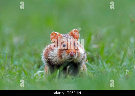 Hamster commun, black-bellied grand hamster (Cricetus cricetus), dans un pré avec des joues de hamster, vue avant, Autriche Banque D'Images