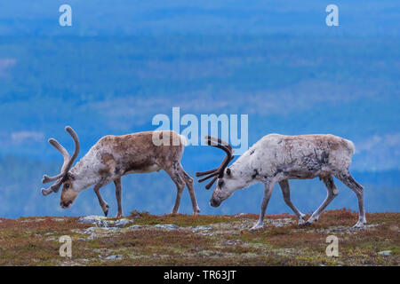 Renne européen, le caribou (Rangifer tarandus tarandus), deux rennes dans le changement de la couche de nourriture dans la toundra, vue de côté, la Norvège Banque D'Images