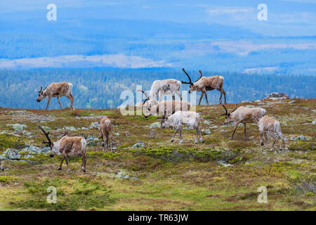 Renne européen, le caribou (Rangifer tarandus tarandus), troupeau de nourriture dans la toundra, la Norvège Banque D'Images