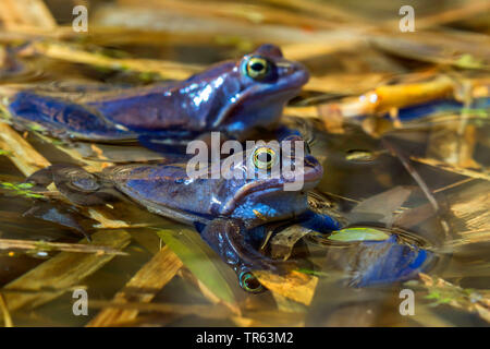 Moor frog (Rana arvalis), homme à la surface de l'eau, de l'Allemagne, de Mecklembourg-Poméranie-Occidentale, Huetter Wohld Banque D'Images