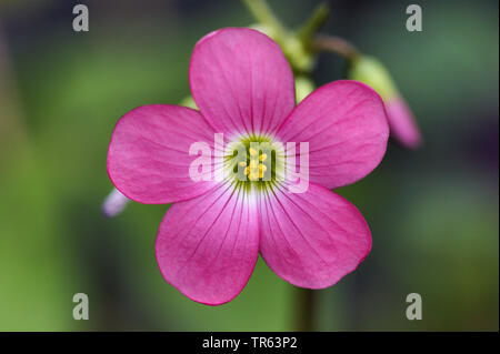 Trèfle à quatre feuilles (Oxalis tetraphylla 'croix de fer', Oxalis tetraphylla Croix de Fer, Oxalis deppei), fleur du cultivar Croix de Fer Banque D'Images