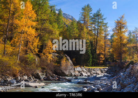 Le mélèze commun européen, mélèze (Larix decidua, Larix europaea), rivière en vallée de Valnontey, coloration d'automne des arbres, de l'Italie, Aoste, Gran Paradiso National Park Banque D'Images