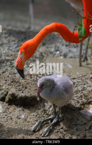 Flamant rose, American flamingo, Caraïbes Flamingo (Phoenicopterus ruber ruber), chick Banque D'Images