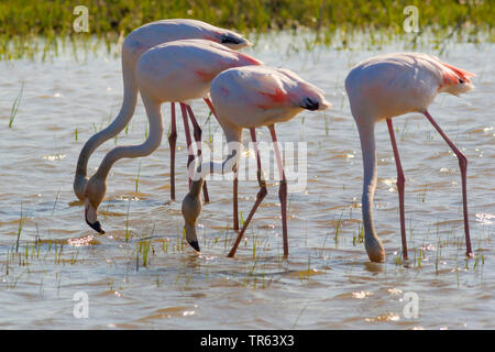 Flamant rose (Phoenicopterus roseus, Phoenicopterus ruber roseus), quatre flamants plus ensemble d'alimentation en eau peu profonde, vue de côté, l'Espagne, Katalonia Banque D'Images