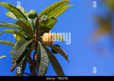 Loquat, Japonais prunier (Eriobotrya japonica), de la direction générale avec des fruits Banque D'Images