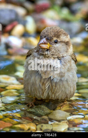 Moineau domestique (Passer domesticus), femme se baignant dans une eau peu profonde, l'Allemagne, Mecklembourg-Poméranie-Occidentale Banque D'Images