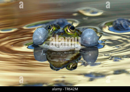 Grenouille comestible européen commun, edible frog (Rana kl. esculenta, Rana esculenta, Pelophylax esculentus), coassant homme à la surface de l'eau, vue de face, l'Allemagne, Mecklembourg-Poméranie-Occidentale Banque D'Images