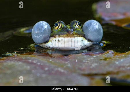 Grenouille comestible européen commun, edible frog (Rana kl. esculenta, Rana esculenta, Pelophylax esculentus), coassant homme à la surface de l'eau, vue de face, l'Allemagne, Mecklembourg-Poméranie-Occidentale Banque D'Images