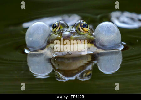 Grenouille comestible européen commun, edible frog (Rana kl. esculenta, Rana esculenta, Pelophylax esculentus), coassant homme à la surface de l'eau, vue de face, l'Allemagne, Mecklembourg-Poméranie-Occidentale Banque D'Images