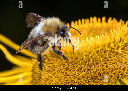 Carder cardeur commun, d'abeilles abeille (Bombus pascuorum, Bombus agrorum), assis sur une fleur jaune et de sucer le nectar, vue de côté, l'Allemagne, Mecklembourg-Poméranie-Occidentale Banque D'Images