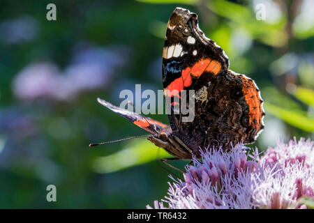 Vulcain (Vanessa atalanta, Pyrameis atalanta), sur le chanvre-aigremoine, Allemagne, Mecklembourg-Poméranie-Occidentale Banque D'Images