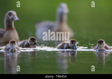 Egyptian goose (Alopochen aegyptiacus), paire avec les poussins sur l'eau, de l'Allemagne Banque D'Images