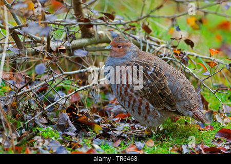 La perdrix grise (Perdix perdix), sur le terrain, vue latérale, Autriche Banque D'Images