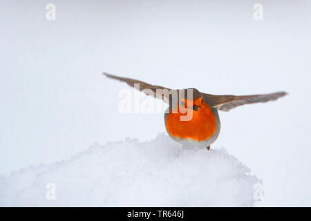 European robin (Erithacus rubecula aux abords), debout dans la neige avec ailes étirée, Allemagne Banque D'Images