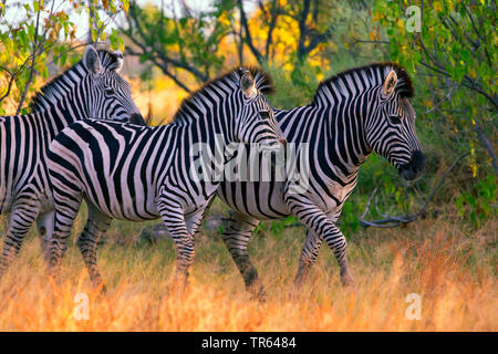 La moule commune (Equus quagga), trois zèbres dans la savane, Botswana Banque D'Images