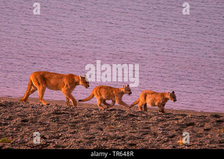 L'Amérique du Sud méridionale , Puma, Cougar Mountain lion, le couguar (Puma concolor puma, Puma concolor patagonica patagonica, Puma, Puma concolor, Profelis concolor, Felis concolor, Felis concolor patagonica), femme à la recherche de nourriture, le Chili, le Parc National Torres del Paine Banque D'Images