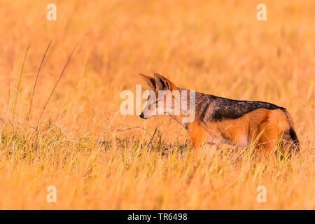 Le chacal à dos noir (Canis mesomelas), debout dans la savane, side view, Botswana Banque D'Images