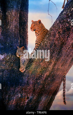 Leopard noir, noir panthère (Panthera pardus), le léopard femelle assis avec un jeune sur un arbre , le Botswana Banque D'Images