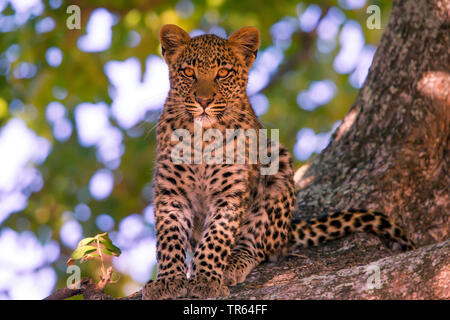 Leopard (Panthera pardus), leopard cub assis dans un arbre, vue avant, Botswana Banque D'Images