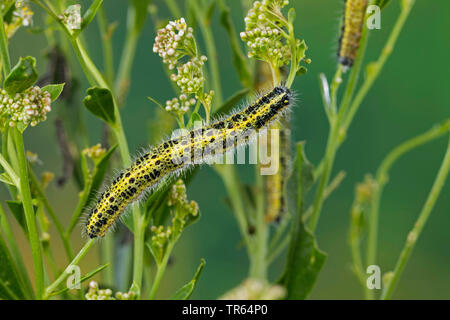 Large White (Pieris brassicae), Caterpillar à une tige, vue de dessus, Allemagne Banque D'Images