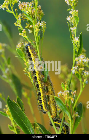 Large White (Pieris brassicae), chenilles à une tige, Allemagne Banque D'Images
