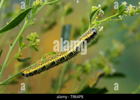 Large White (Pieris brassicae), Caterpillar à une tige, Allemagne Banque D'Images
