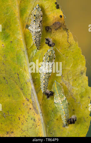 Large White (Pieris brassicae), ceinturés de pupes une feuille, Allemagne Banque D'Images