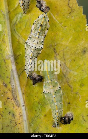 Large White (Pieris brassicae), ceinturés de pupes une feuille, Allemagne Banque D'Images