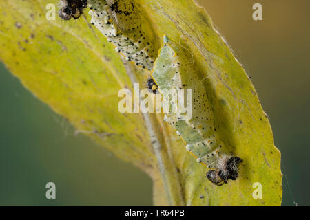 Large White (Pieris brassicae), ceinturés chrysalide à une feuille, Allemagne Banque D'Images