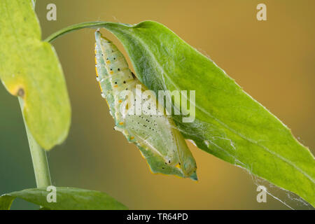 Large White (Pieris brassicae), ceinturés chrysalide à une feuille, Allemagne Banque D'Images