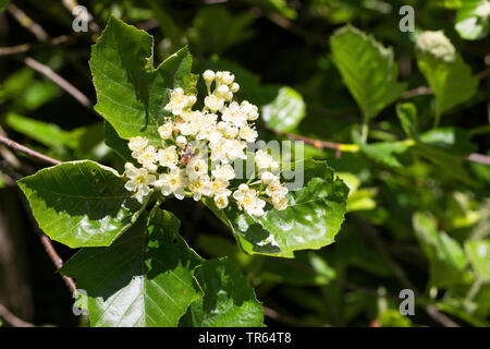 Quercus palustris à larges feuilles, l'arbre de services de Fontainebleau (Sorbus latifolia), la direction générale en fleurs Banque D'Images