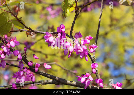 Arbre de Judée (Cercis siliquastrum, , Siliquastrum orbicularis), Direction générale de la floraison, Allemagne Banque D'Images
