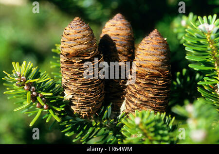 Sapin de Corée (Abies koreana), branches avec les cônes Banque D'Images