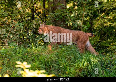 Le lynx eurasien (Lynx lynx), la traque à la lisière de la forêt, vue de côté, l'Allemagne, la Bavière Banque D'Images